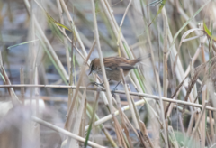 Acrocephalus melanopogon