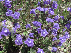 Scutellaria wrightii