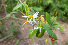 Solanum bahamense