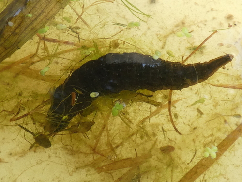 Great Silver Water Beetle, photo 8 of 9