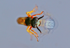 Philanthus triangulum diadema