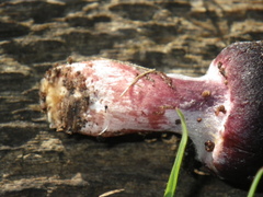 Gymnopilus thiersii