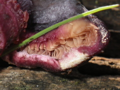 Gymnopilus thiersii