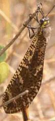 Palparini