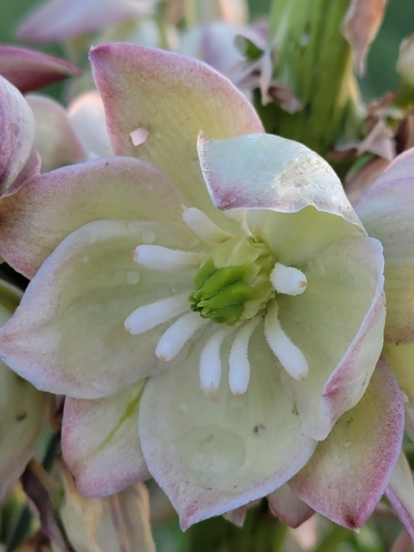 Yucca glauca