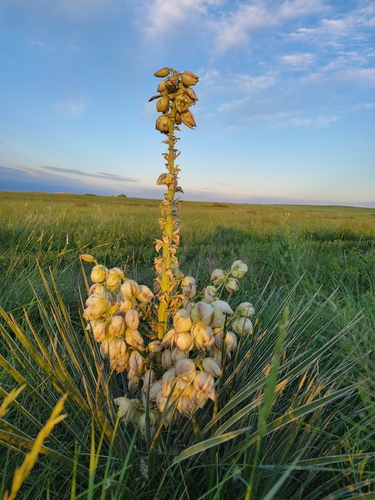 Yucca glauca