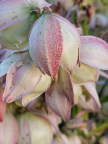 Yucca glauca