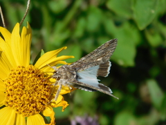 Melipotis acontioides