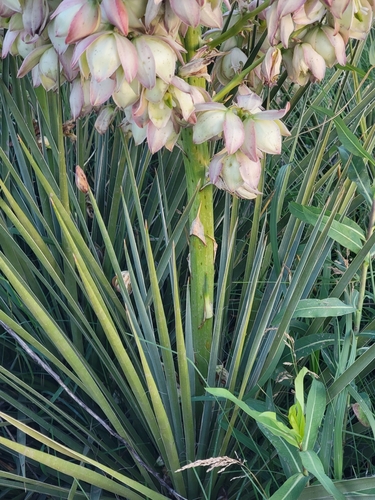 Yucca glauca