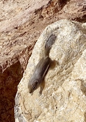 Ammospermophilus interpres