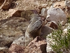 Ammospermophilus interpres