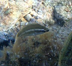 Symphodus ocellatus