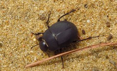 Erodius tibialis