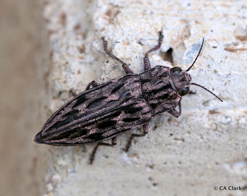 iNaturalist observation photo of Western Sculptured Pine Borer