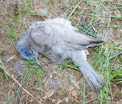 iNaturalist observation photo of Pinyon Jay