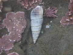 Ophiodermella inermis