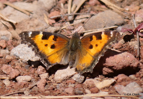 iNaturalist observation photo of California Tortoiseshell