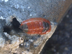 Dendrochiton flectens