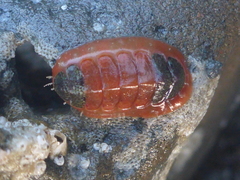 Dendrochiton flectens