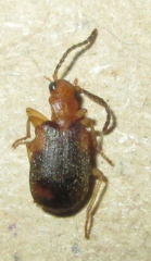 Brachininae