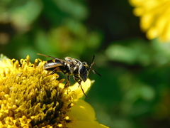 Copestylum limbipenne