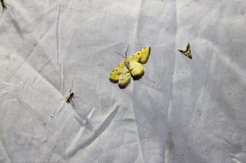 Sulphur Angle photo 2