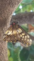 Catasticta nimbice nimbice