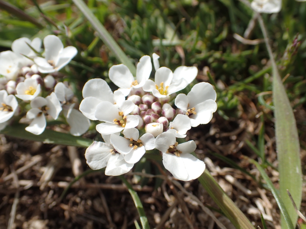 Rock Candytuft