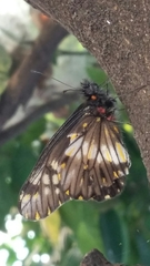 Catasticta nimbice nimbice