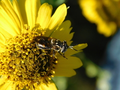 Copestylum limbipenne