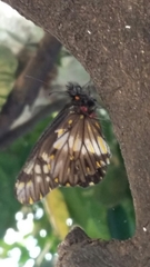 Catasticta nimbice nimbice