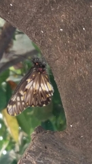 Catasticta nimbice nimbice