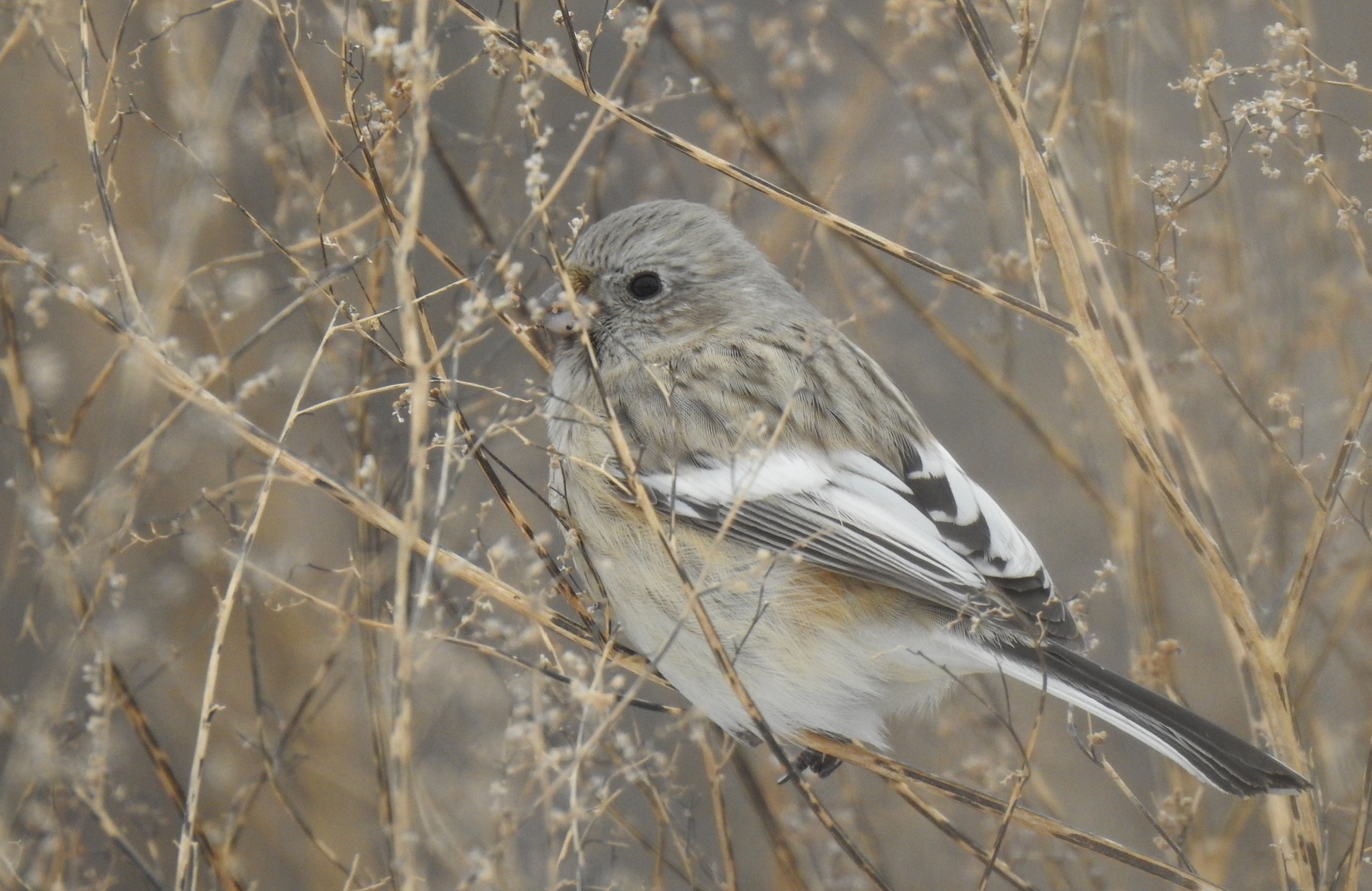 iNaturalist.org. Г. Исаков, Алатырь Чувашия, январь 2022