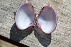 Hysteroconcha dione