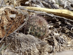 Echinomastus intertextus dasyacanthus