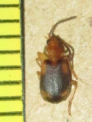 Brachininae