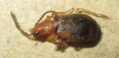 Brachininae