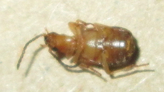 Brachininae
