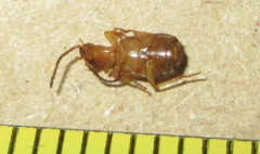 Brachininae