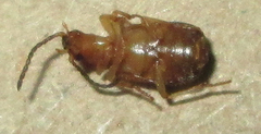 Brachininae