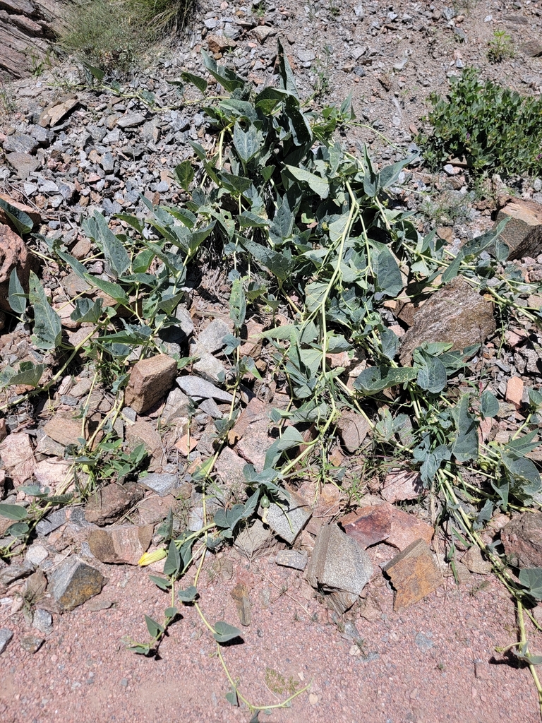 Buffalo Gourd from Fremont County, US-CO, US on June 25, 2023 at 01:09 ...