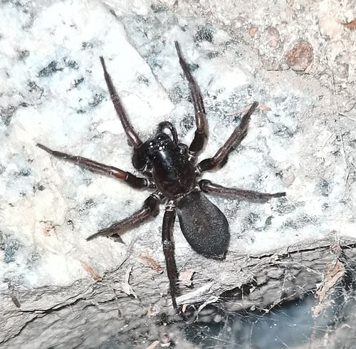 Pireneitega spinivulva