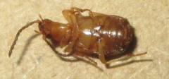 Brachininae