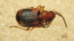 Brachininae