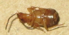 Brachininae
