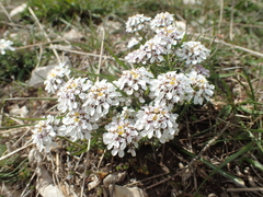 Iberis saxatilis