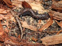 Morelos False Brook Salamander photo 5