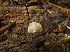Entoloma byssisedum