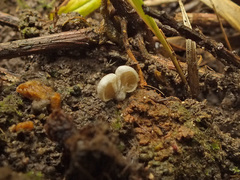 Entoloma byssisedum
