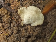 Entoloma byssisedum